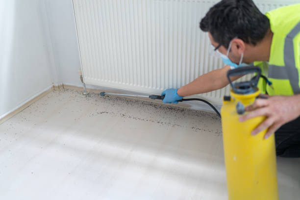 Best Termite Control Services  in South Coventry, CT